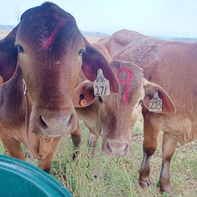 Close up of 3 tagged heifers in a paddock. Image, 澳门七星图
